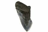 Partial Megalodon Tooth - South Carolina #180881-1